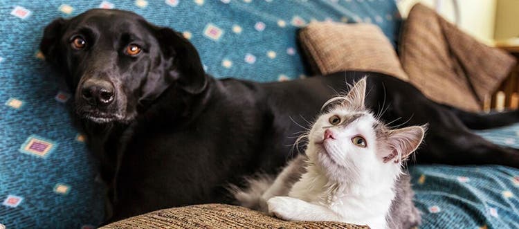 A dog and cat sitting on the couch