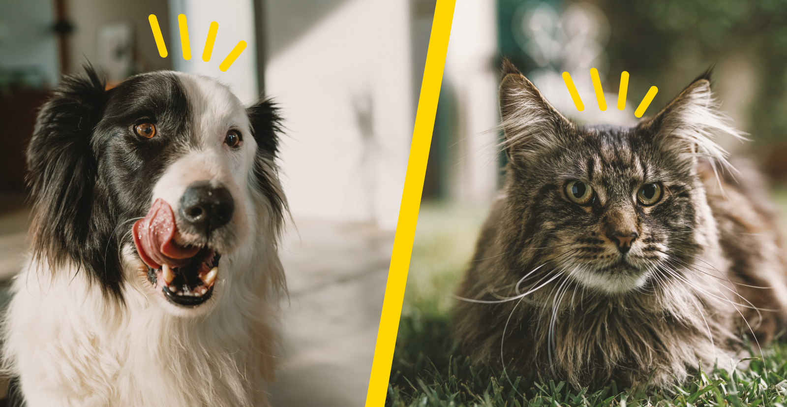 Billede af en hund og en kat der viser loppe- og flåtbehandling til kæledyr