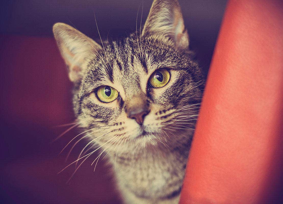 Gato de retrato olhando para a câmera