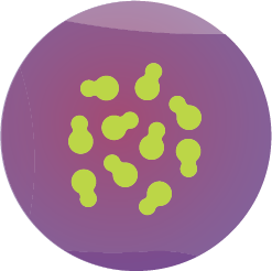 Neptra contains the anti fungal terbinafine