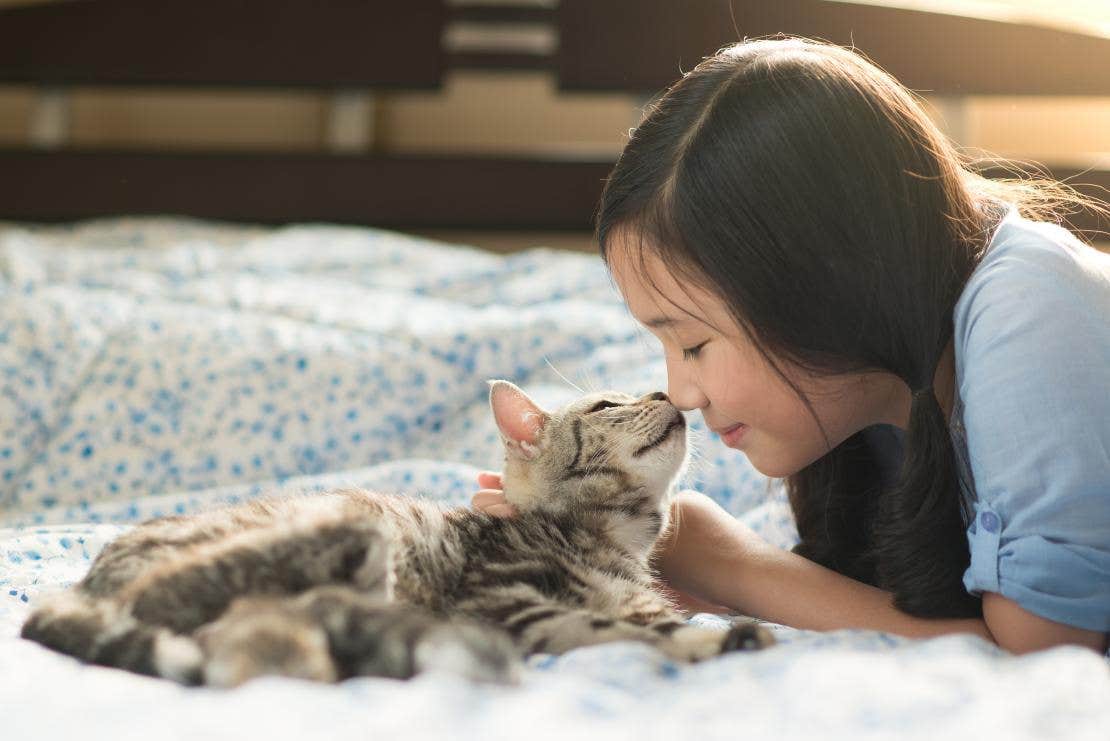 Gato calmo deitado junto com sua dona dentro de casa, felizes com nariz e focinho encostados um no outro. 