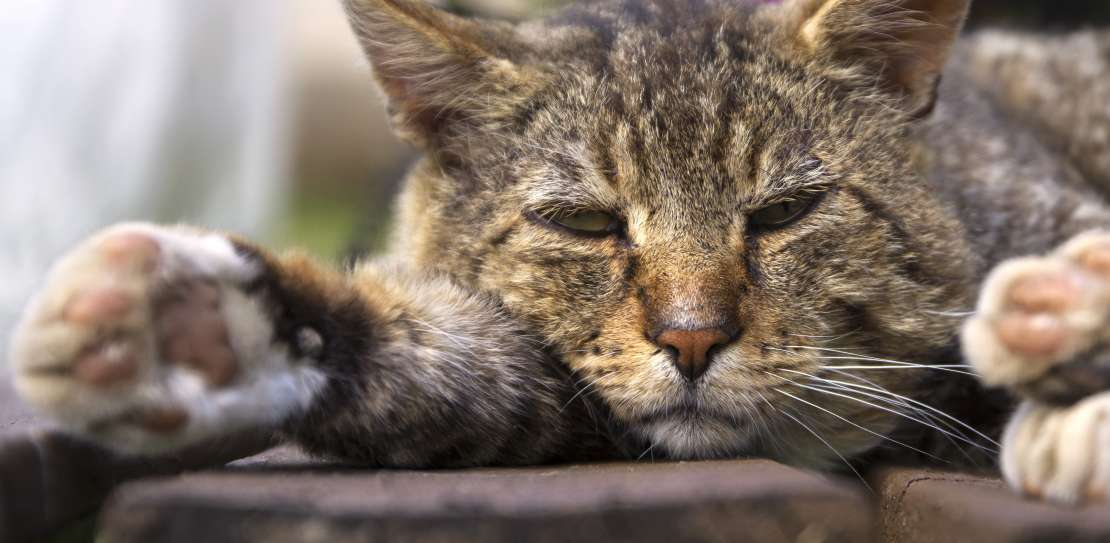 ALT: Photo d’un chat qui n'a pas l'air bien. Les deux principales espèces de ver qui peuvent parasiter le chat sont l'ascaris et le ténia.