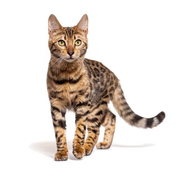 Bengal cat walking