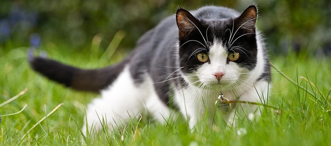 A tuxedo cat hunting in a yard.