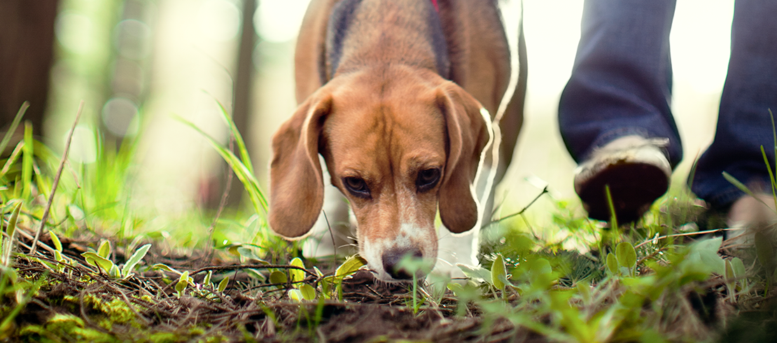 En hund på promenad – hundar som smittas av hjärt-/lungmask kan sprida parasiten via avföringen