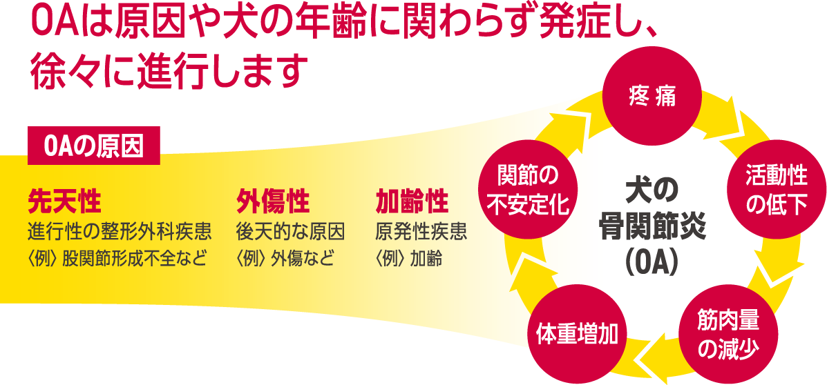 OAと診断 OAは原因や犬の年齢に関わらず発症し、徐々に進行します