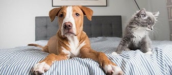 Un perro y un gato juguetones, echados al borde de la cama