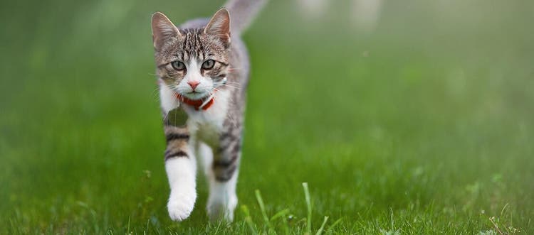 Gato corriendo por un prado