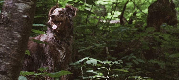 Brun hund i skoven smiler