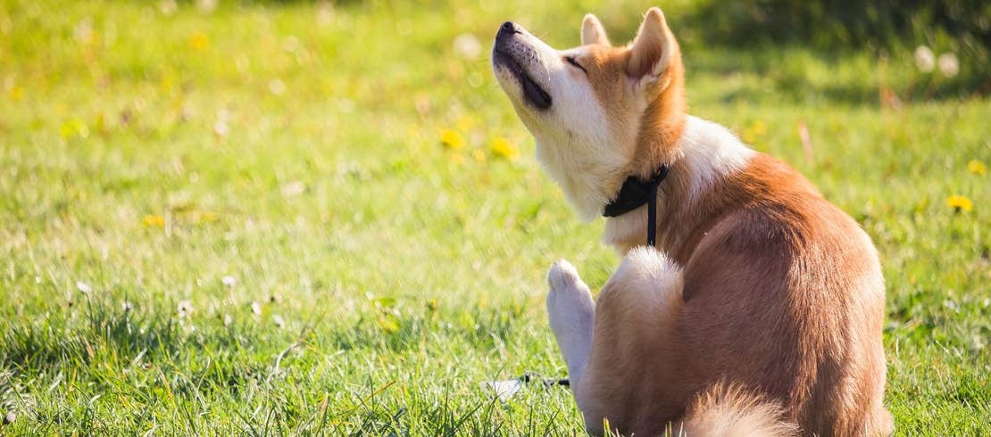 A Shiba Inu scratching himself outside on a grass field.
