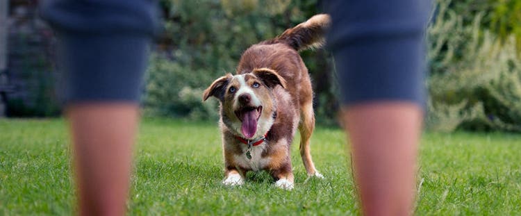 Australsk hyrdehund leger med ejer i have