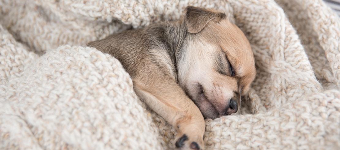 Hoe zorg je ervoor dat je puppy 's nachts doorslaapt?