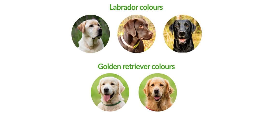 Labradors come in three colours while Golden Retrievers come in two colours