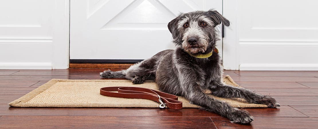 Arthritic dog waiting on doormat 