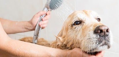 A Golden Retriever being bathed at home in the bathtub.