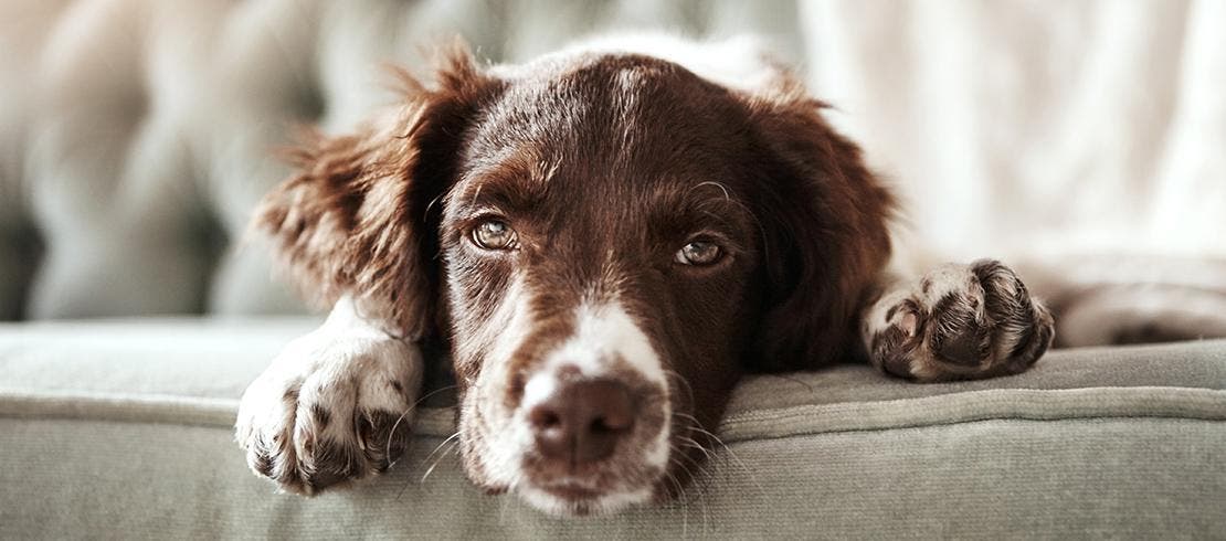 Foto van een ziek uitziende bruine hond