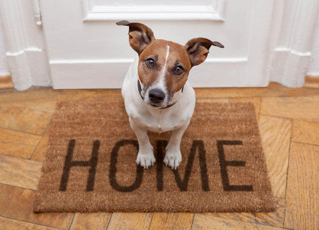 Jack russel terrier sitter på hemmamatta framför dörren