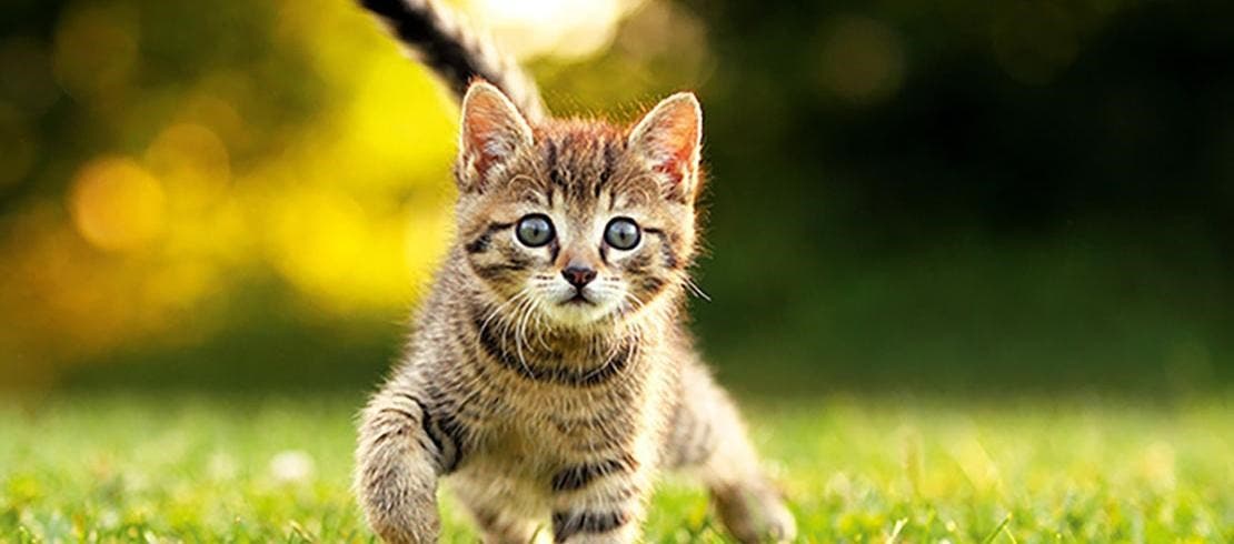 En lille killing, som går på en græsplæne