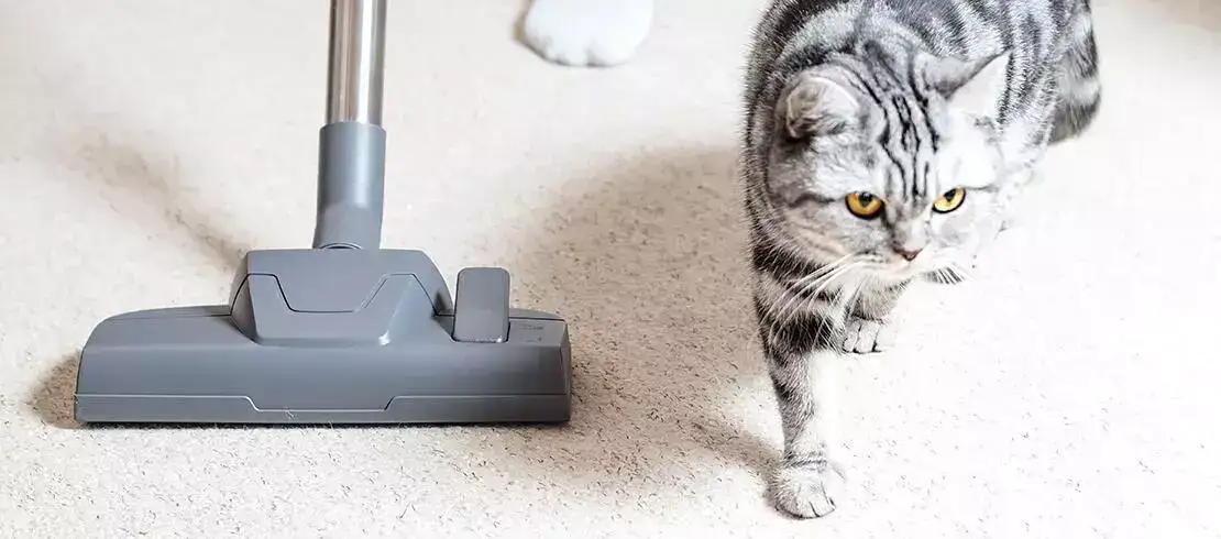 Pulizia con aspirapolvere per eliminare le pulci e proteggere il gatto da infestazioni
