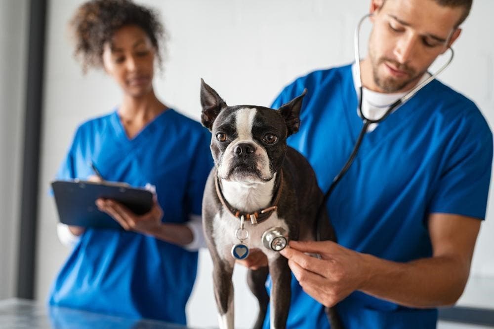 diagnostic de lascaridiose chez le chien