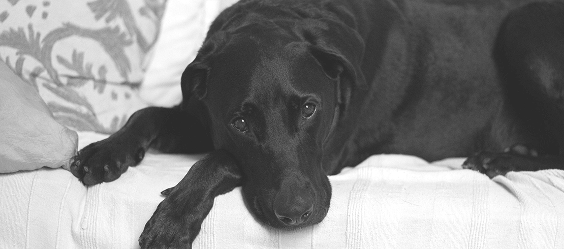 En hund med symtom som visar på lungmask ligger på en säng och ser ledsen ut