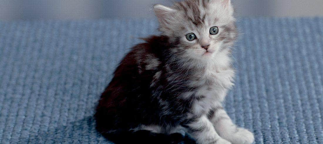 gattino che mangia gattino allattato da madre