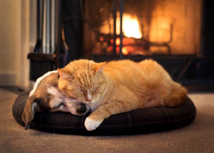 Kat og hund sover og krammer foran pejsen