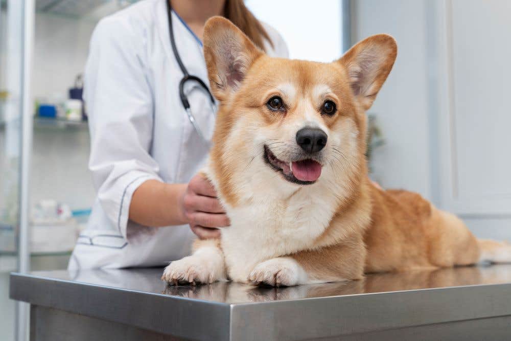 erlichioza u psa diagnostyka