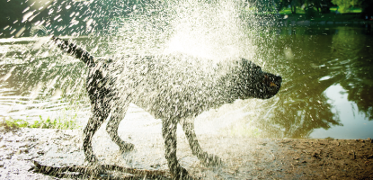 chien qui est allé dans l'eau