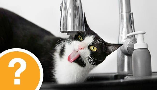 Black and white cat drinking from a faucet with a question mark icon