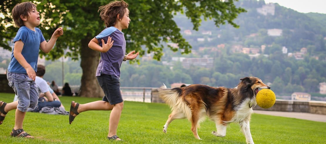 Two boys playing with a dog in a sunny park