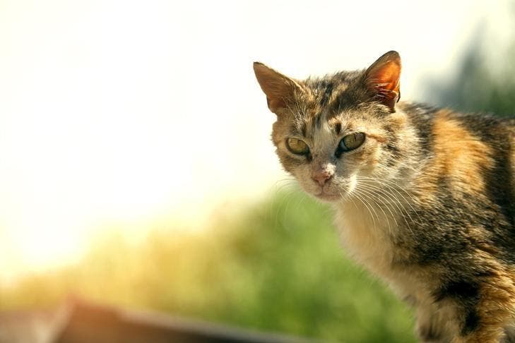 feral cat