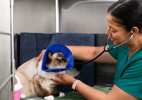 Cat sitting on table with cone around their neck, looking up at the vet who is checking the cat’s heartbeat