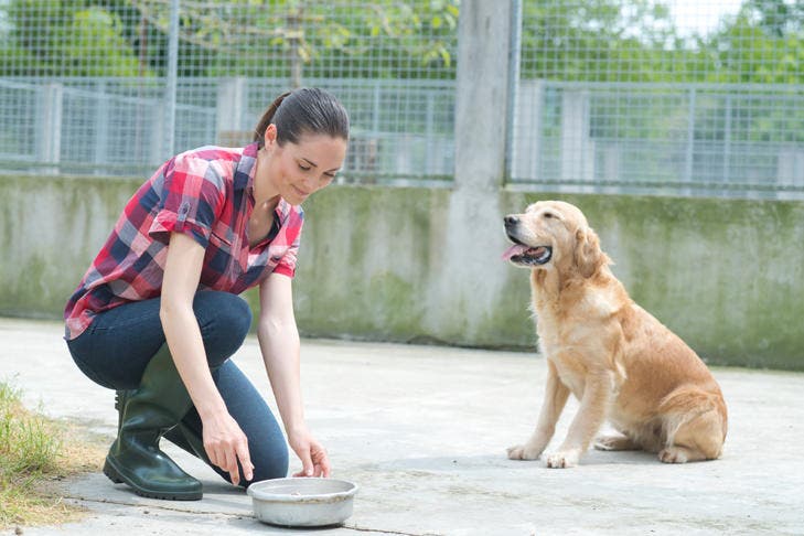 Woman and dog in dog boarding service