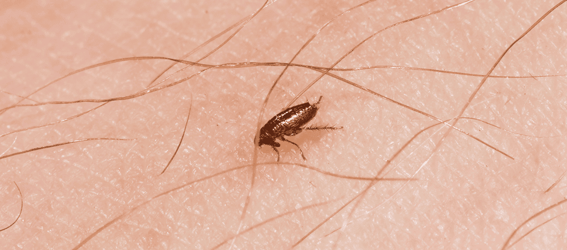 Flea on human skin