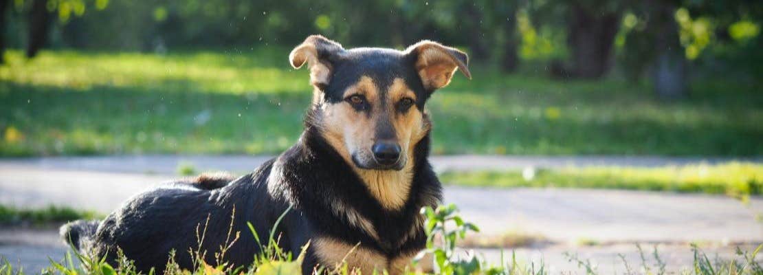Dog with mosquitoes