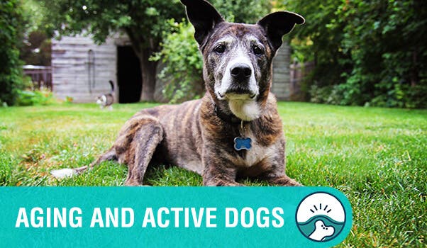 Senior dog lying in the park with aging and active dogs' joint health text overlay 