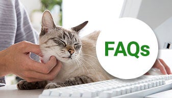 Cat getting scratches on the chin with an FAQ icon 