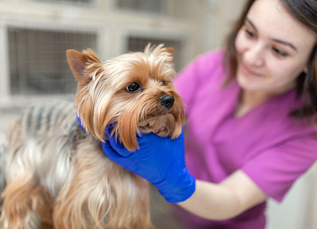Um veterinário vacina um Yorkshire Terrier