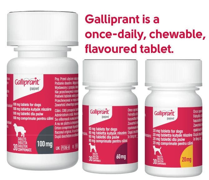 Galliprant is a once daily chewable tablet for osteoarthritis in dogs