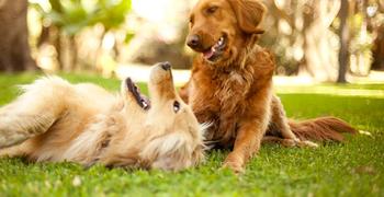 Deux chiens jouant ensemble dans l’herbe