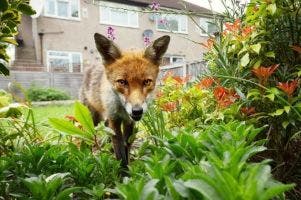 Foxes are carriers of lungworm
