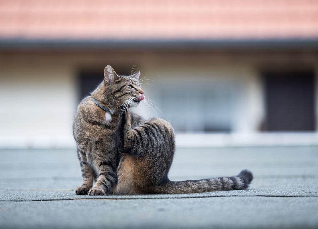 gato rayando en el techo