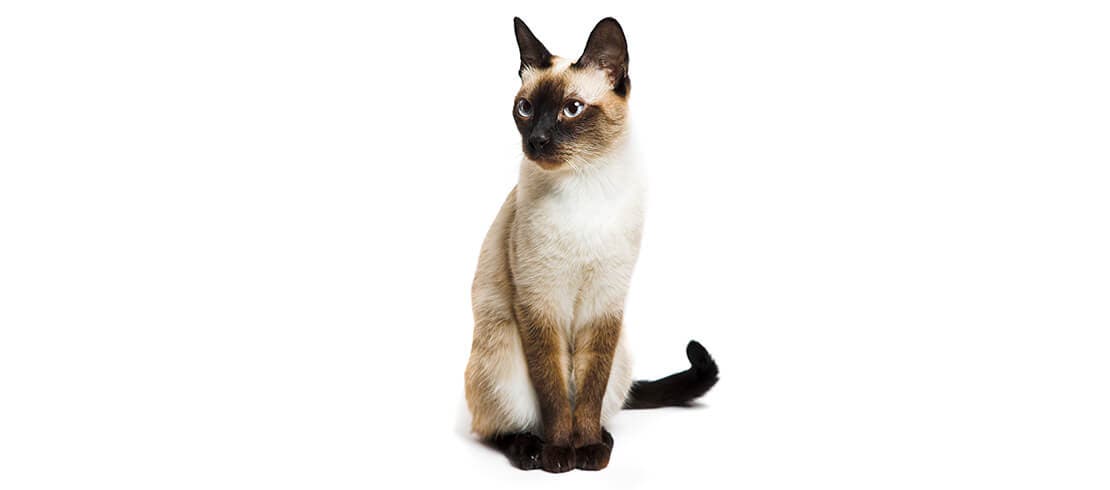 Siamese cats are loving, intelligent and great for allergy sufferers