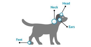 Four places to check for ticks on your dog: head, neck, ears and feet.