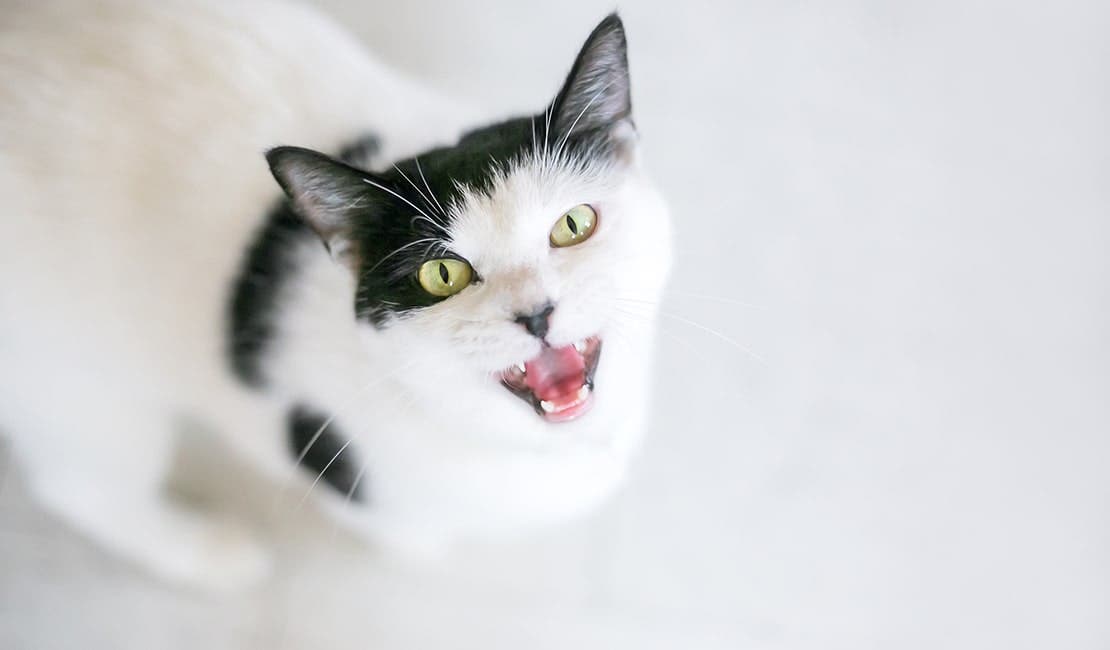 Black and white cat excessively meowing at owner. 