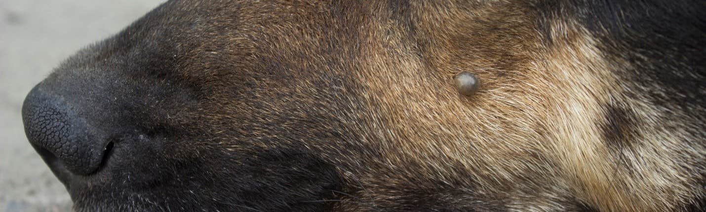 Is it a tick, scab or skin tag