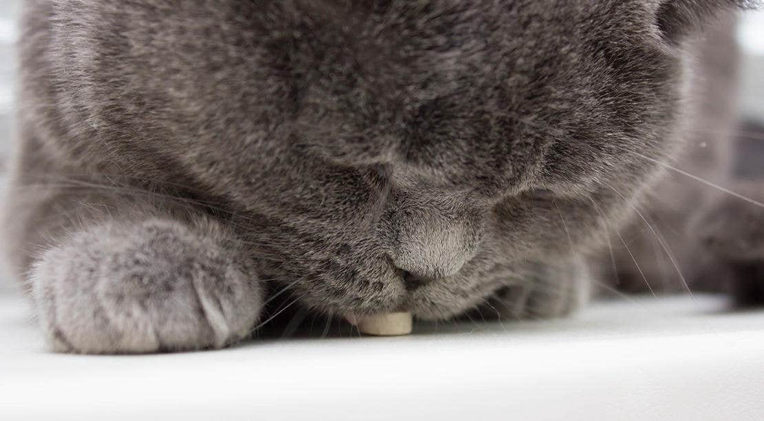 Nærbillede af en kat der indtager en tyggetablet