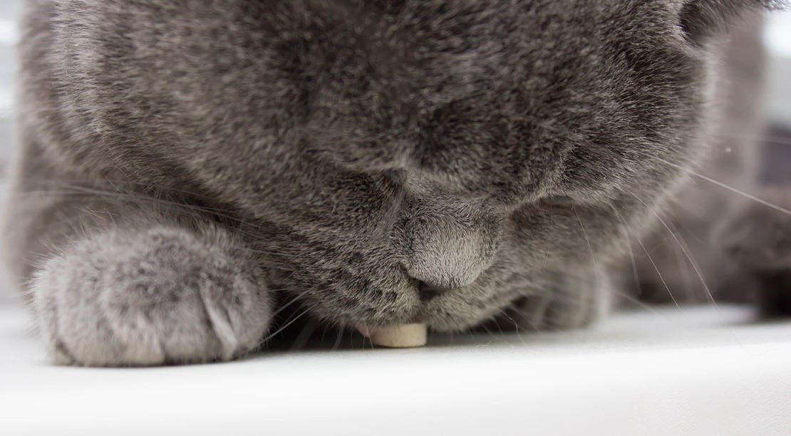 Grå kat tager selv tablet i munden