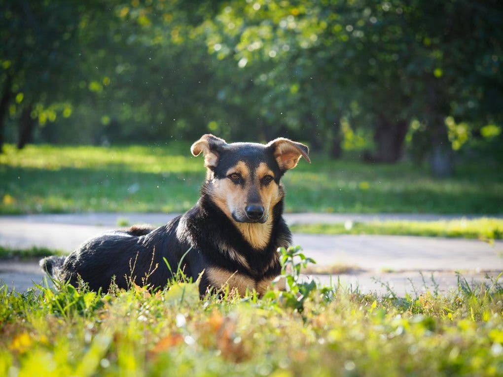 Kříženec labradora a rottweilera leží ve vysoké trávě.